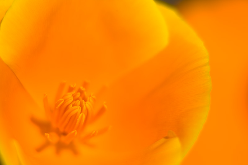 California Poppy